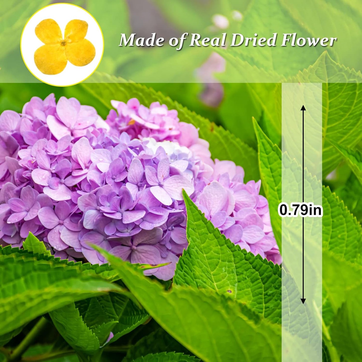 60PCS Dried Pressed Flowers, Natural Real Yellow Hydrangea Dry Flowers for Resin DIY Candle Soap Vase Making Card Scrapbook Jewelry Art Craft Floral Decors