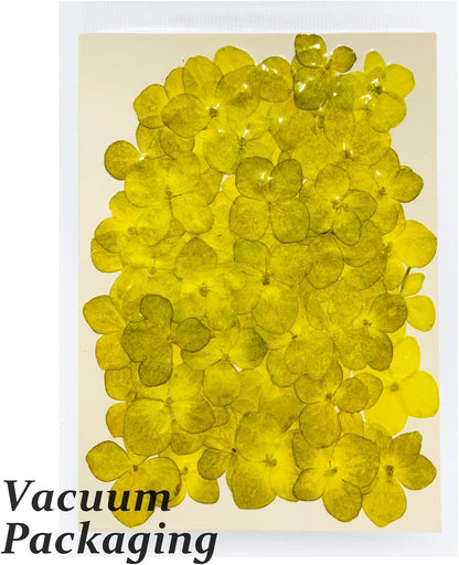 60PCS Dried Pressed Flowers, Natural Real Yellow Hydrangea Dry Flowers for Resin DIY Candle Soap Vase Making Card Scrapbook Jewelry Art Craft Floral Decors