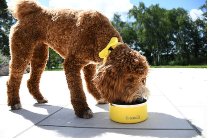 Sunshine Yellow Stainless Steel Dog Bowl – 32oz, Durable, Rust-Resistant, Double Wall Feeder, Keeps Food & Water Fresh, Ideal for Multiple Pets, Easy to Clean, Non-Slip Base