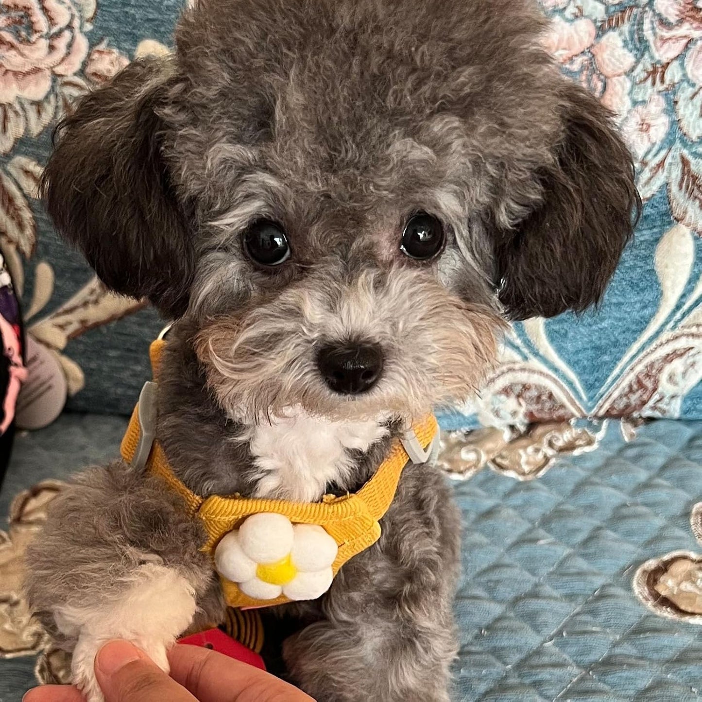 Dog Harness Backpack Cute Small Dog Vest Harness and Leash Set Plaid Soft Mesh Flower Pattern Dog Harness with Adjustable Travel Leash for Puppy Small Tiny Small Medium Dogs (Large, Yellow Flower)