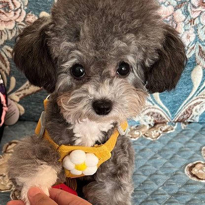 Dog Harness Backpack Cute Small Dog Vest Harness and Leash Set Plaid Soft Mesh Flower Pattern Dog Harness with Adjustable Travel Leash for Puppy Small Tiny Small Medium Dogs (Large, Yellow Flower)