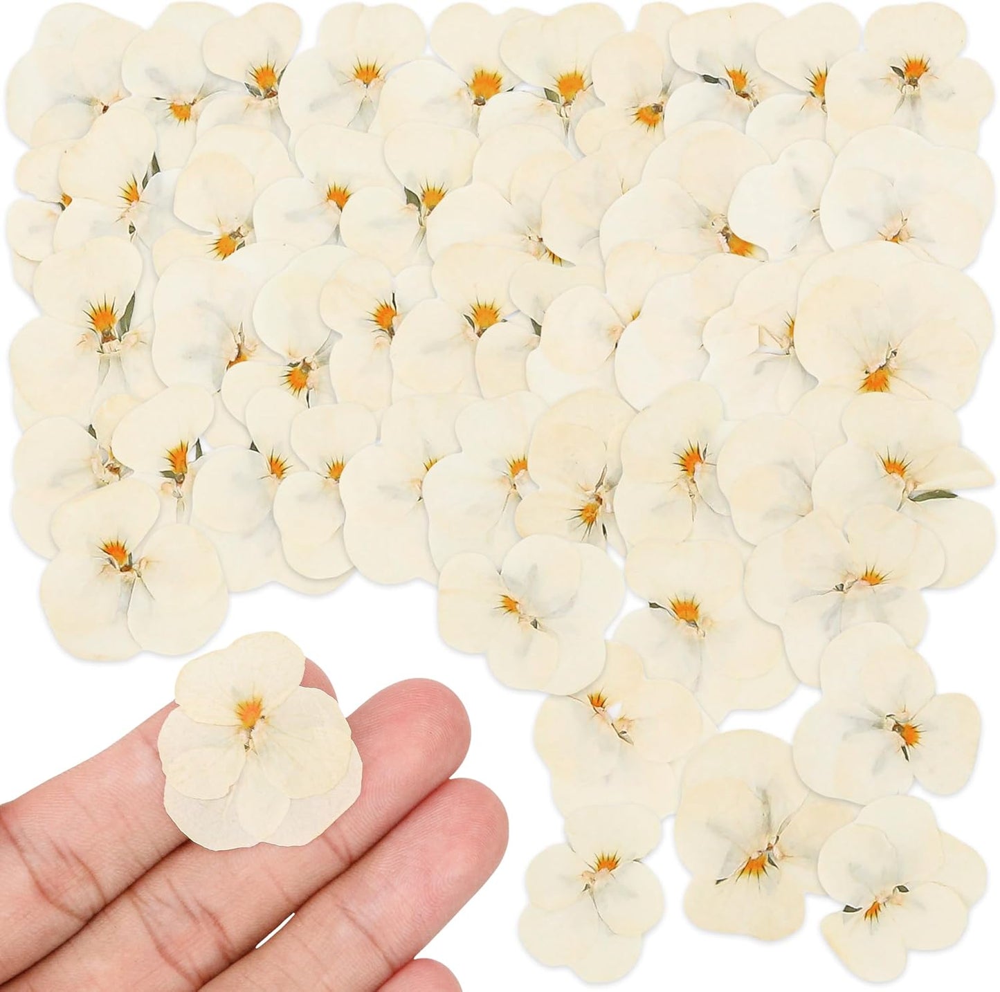 50Pcs Pressed Pansy Violet Flowers Real Dried for Resin Molds, Mixed Dry Flowers for Jewelry Candles Making, Scrapbooking Crafts, DIY Soap, Wedding Decoration Nails Decor (Beige)