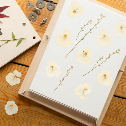 50Pcs Pressed Pansy Violet Flowers Real Dried for Resin Molds, Mixed Dry Flowers for Jewelry Candles Making, Scrapbooking Crafts, DIY Soap, Wedding Decoration Nails Decor (Beige)