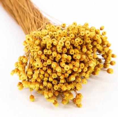 Natural Dried Yellow Happy Flowers, 21" Long | Dried Flowers for Home Decor, Floral Arrangements, Crafts & DIY Projects, Non-toxic, All Natural, Family Owned, USA Made