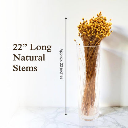 Natural Dried Yellow Happy Flowers, 21" Long | Dried Flowers for Home Decor, Floral Arrangements, Crafts & DIY Projects, Non-toxic, All Natural, Family Owned, USA Made