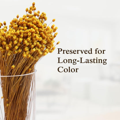 Natural Dried Yellow Happy Flowers, 21" Long | Dried Flowers for Home Decor, Floral Arrangements, Crafts & DIY Projects, Non-toxic, All Natural, Family Owned, USA Made