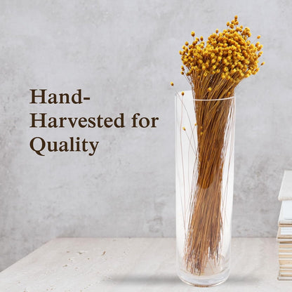 Natural Dried Yellow Happy Flowers, 21" Long | Dried Flowers for Home Decor, Floral Arrangements, Crafts & DIY Projects, Non-toxic, All Natural, Family Owned, USA Made