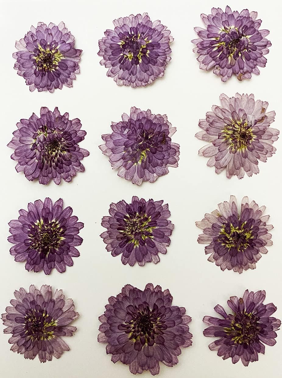 12 pcs Mini Chrysanthemum Real Natural Dried Pressed Flowers for Resin Art Craft DIY