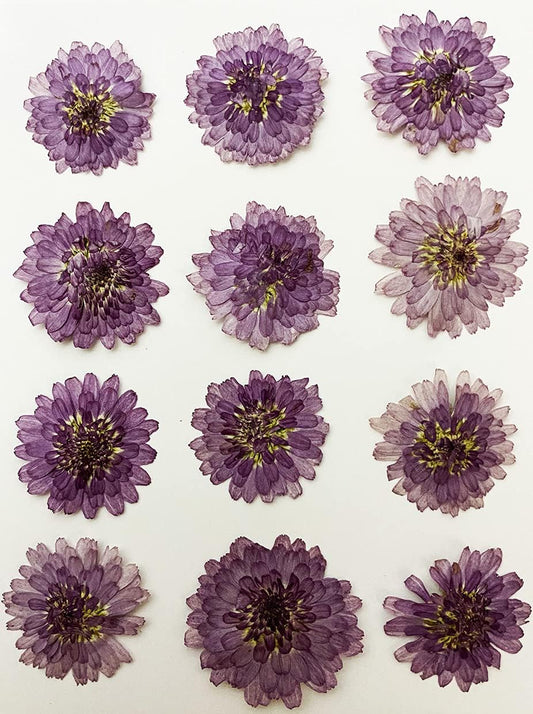 12 pcs Mini Chrysanthemum Real Natural Dried Pressed Flowers for Resin Art Craft DIY