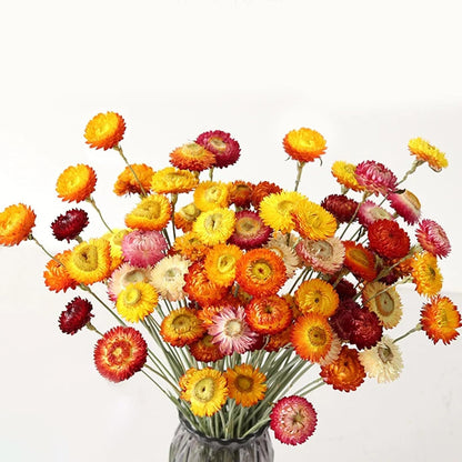 24 Pcs Dried Straw Flowers Daisy, Natural Orange Helichrysum Bouquet | Beautiful dried flowers for floral arrangements, vase filler, wedding décor, farmhouse displays and creative DIY projects.