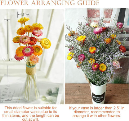 24 Pcs Dried Straw Flowers Daisy, Natural Orange Helichrysum Bouquet | Beautiful dried flowers for floral arrangements, vase filler, wedding décor, farmhouse displays and creative DIY projects.