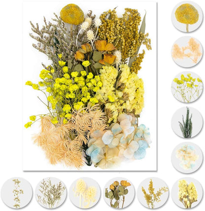 Real Dried Pressed Leaf Flowers-Multiple Colorful Pressed Flowers Daisies for Craft Resin Jewelry Making Art Craft DIY and Soap Candle Scrapbooking DIY Resin（Yellow）