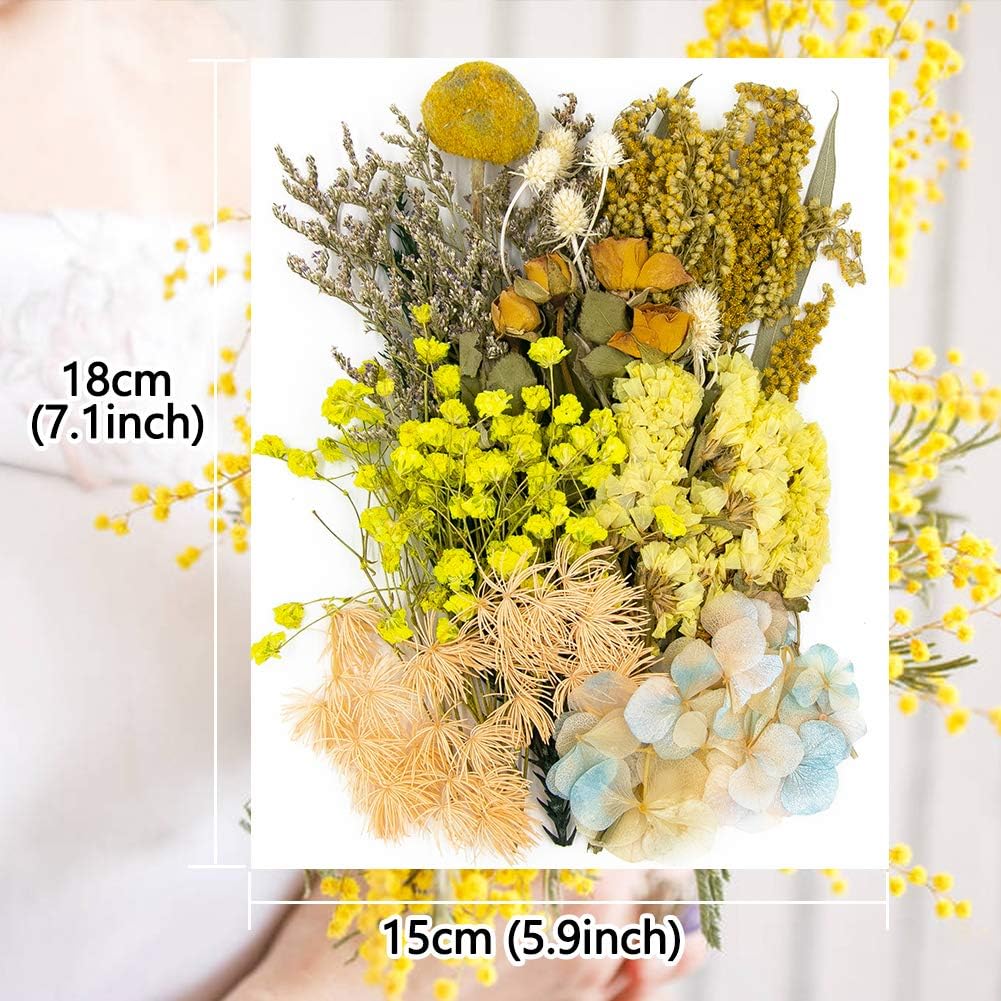 Real Dried Pressed Leaf Flowers-Multiple Colorful Pressed Flowers Daisies for Craft Resin Jewelry Making Art Craft DIY and Soap Candle Scrapbooking DIY Resin（Yellow）