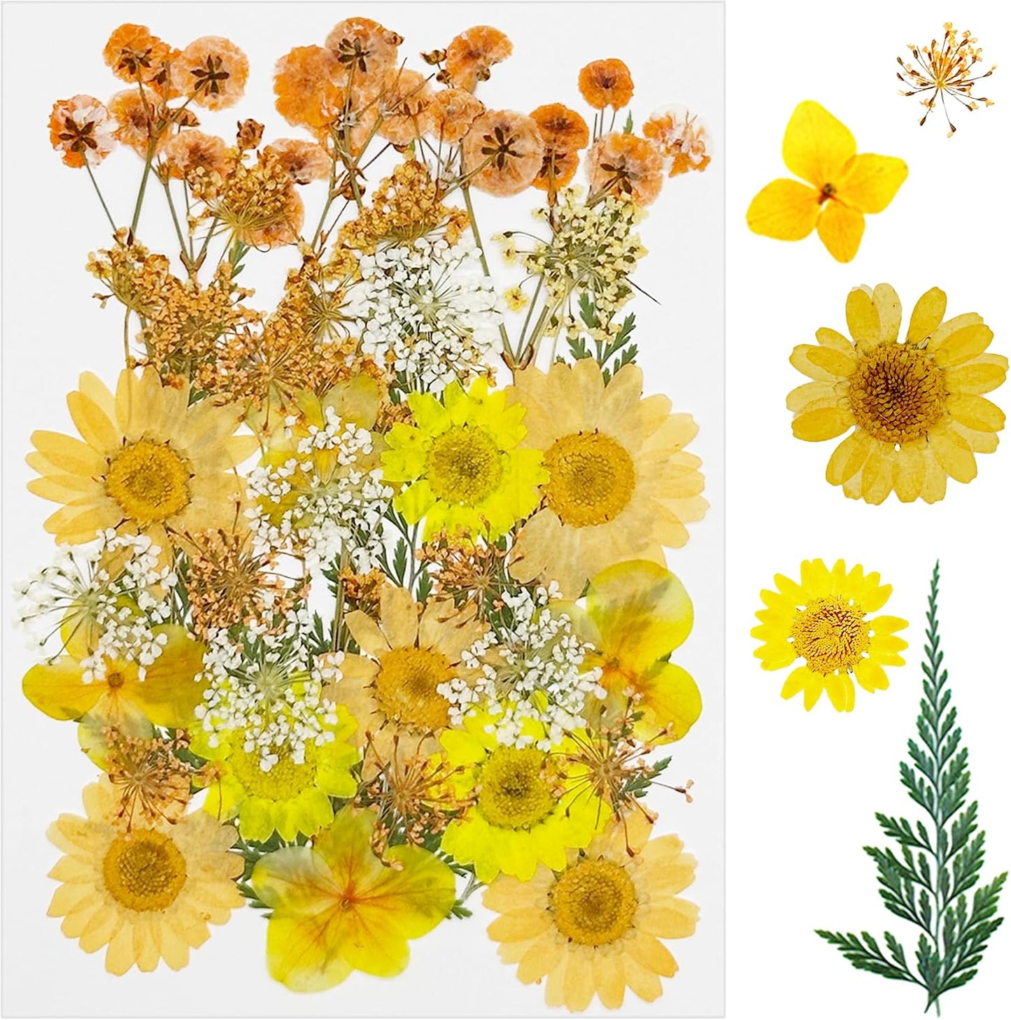 33 PCS Dried Pressed Flowers for Resin, Real Pressed Flowers Dry Leaves Kit Natural Dried Pressed Leaves for Art Crafts Resin Scrapbook Supplies Soap Candle DIY, Yellow