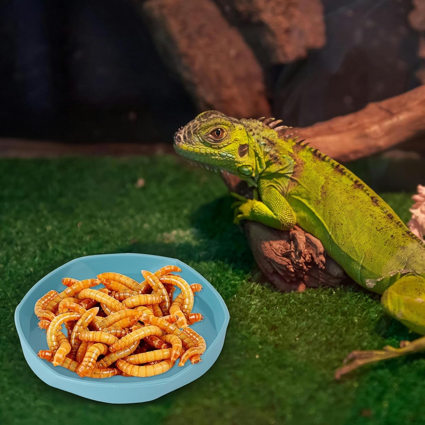 4 Pack Small Reptile Food Dish Bowl, Plastic Worm Water Dish Plate | Reptile Food Bowls for Lizard Gecko Bearded Dragon Chameleon 4" W x 4" D x 0.5" H, Blue and Yellow