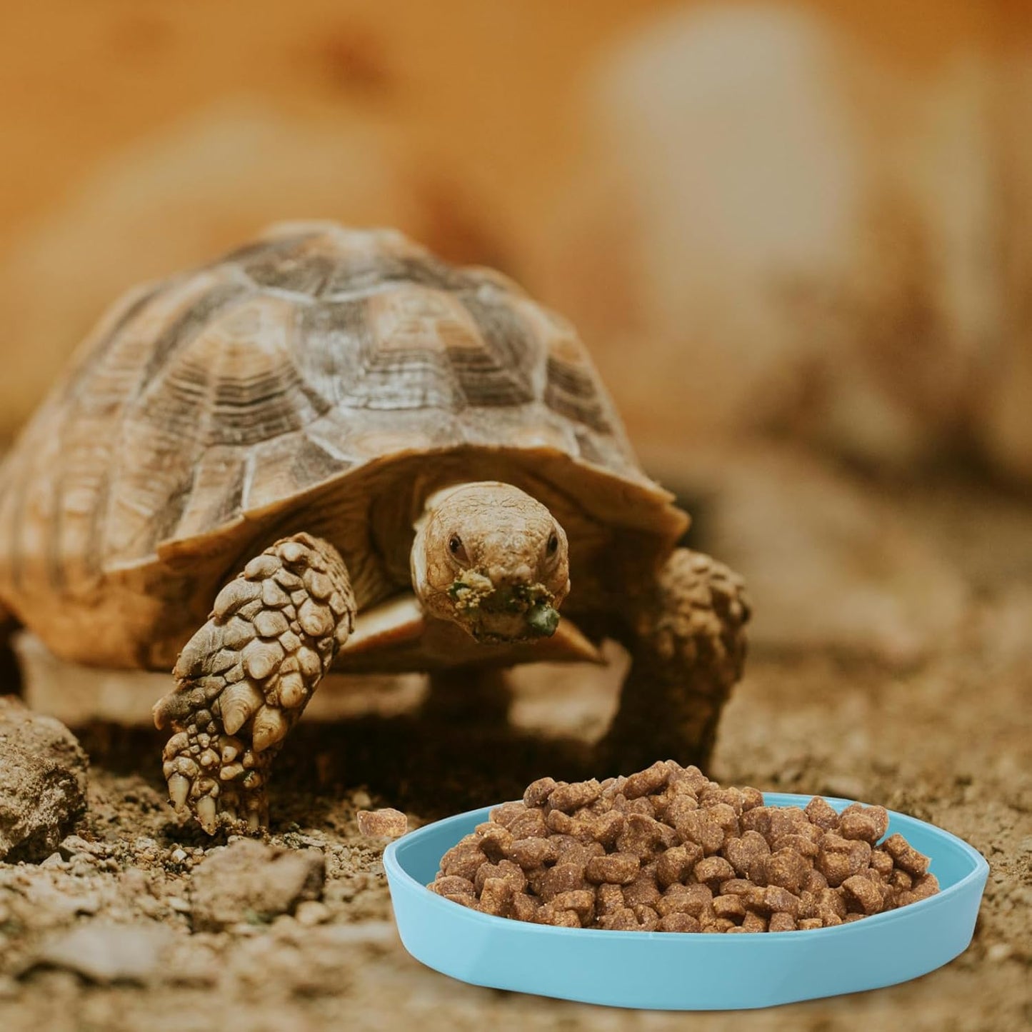 4 Pack Small Reptile Food Dish Bowl, Plastic Worm Water Dish Plate | Reptile Food Bowls for Lizard Gecko Bearded Dragon Chameleon 4" W x 4" D x 0.5" H, Blue and Yellow