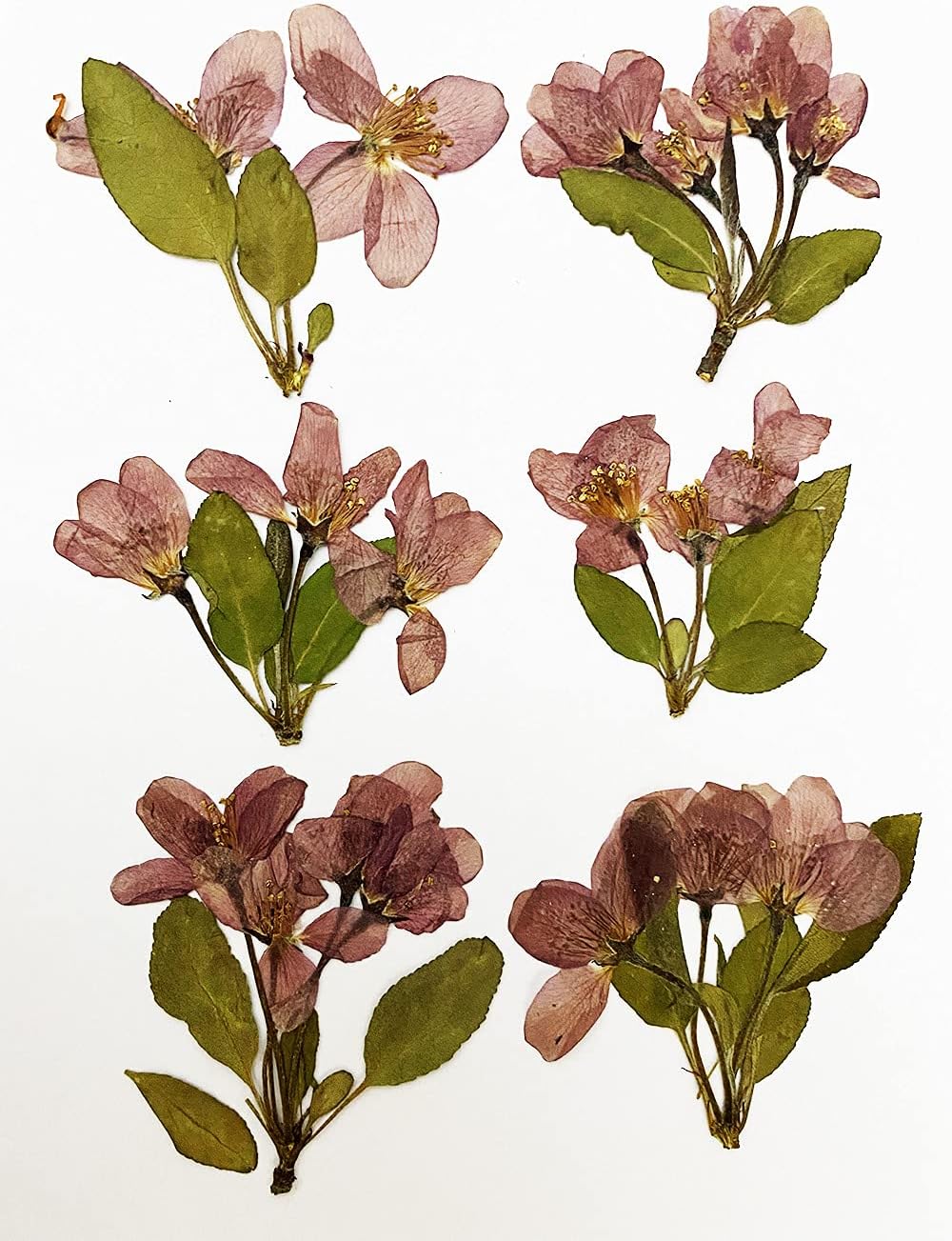 6 pcs Begonia Real Natural Dried Pressed Flowers for Resin Art Craft DIY