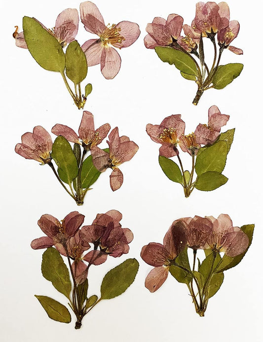 6 pcs Begonia Real Natural Dried Pressed Flowers for Resin Art Craft DIY