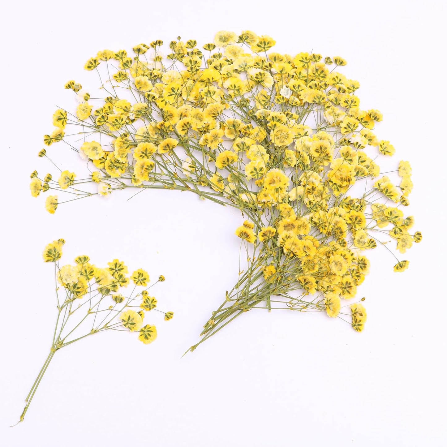 30 Pcs Yellow Small Dried Babys Breath Flowers for Resin ,Real Dried Babys Breath Pressed Flower for Wedding Invitations Wax Seals ,Dry Flat Baby's Breath Flower with 1 Tweezers.