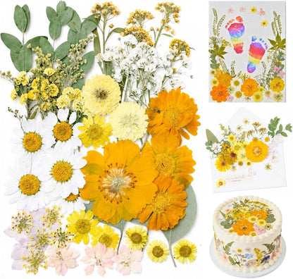Dried Pressed Flowers for Resin, 50 Pcs Real Dried Flowers for Crafts | Natural Pressed Dried Flowers for Crafts Art, Scrapbooking, Soap Candle Making, DIY Decoration & Handmade Projects