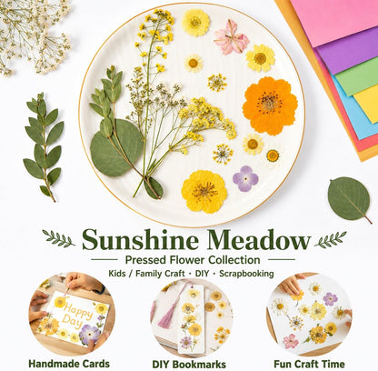 Dried Pressed Flowers for Resin, 50 Pcs Real Dried Flowers for Crafts | Natural Pressed Dried Flowers for Crafts Art, Scrapbooking, Soap Candle Making, DIY Decoration & Handmade Projects