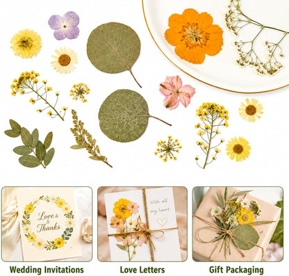 Dried Pressed Flowers for Resin, 50 Pcs Real Dried Flowers for Crafts | Natural Pressed Dried Flowers for Crafts Art, Scrapbooking, Soap Candle Making, DIY Decoration & Handmade Projects