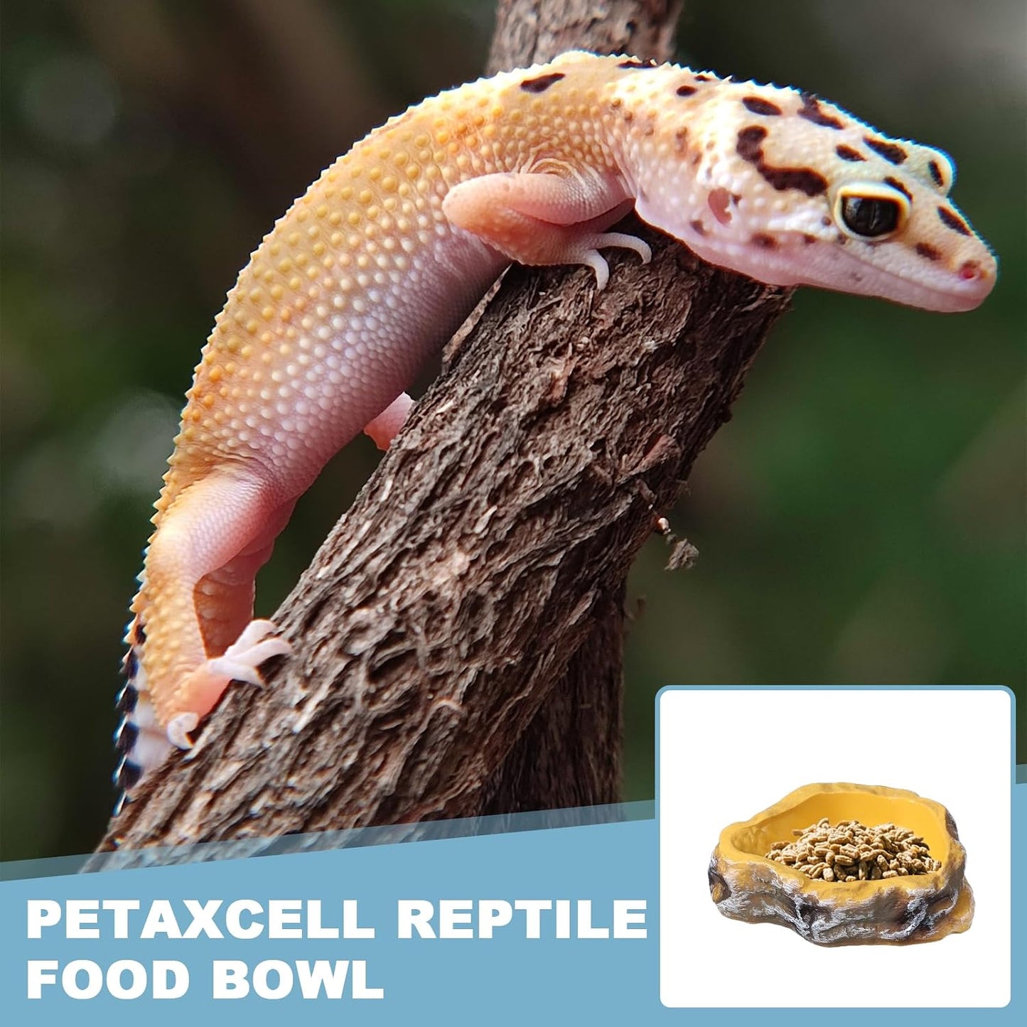 Reptile Food Bowl, Reptile Feeding Dish Corner Bowl Water Resin Rock Worm Feeder Dish m (7.1 in, Yellow), Intended for Lizards/o/Scaled Pet/Leopard o/Spiders