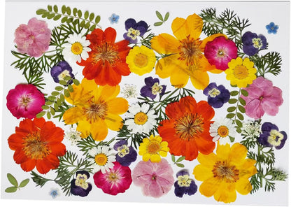36Pcs Pressed Dried Flowers Kit – Includes Sulphur Cosmos, Pansy & Green Leaves – Real Natural Dry Floral for Cake Decorations Topper Resin Jewelry, Nail Art, Epoxy Molds, Scrapbooking, DIY Crafts
