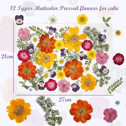 36Pcs Pressed Dried Flowers Kit – Includes Sulphur Cosmos, Pansy & Green Leaves – Real Natural Dry Floral for Cake Decorations Topper Resin Jewelry, Nail Art, Epoxy Molds, Scrapbooking, DIY Crafts