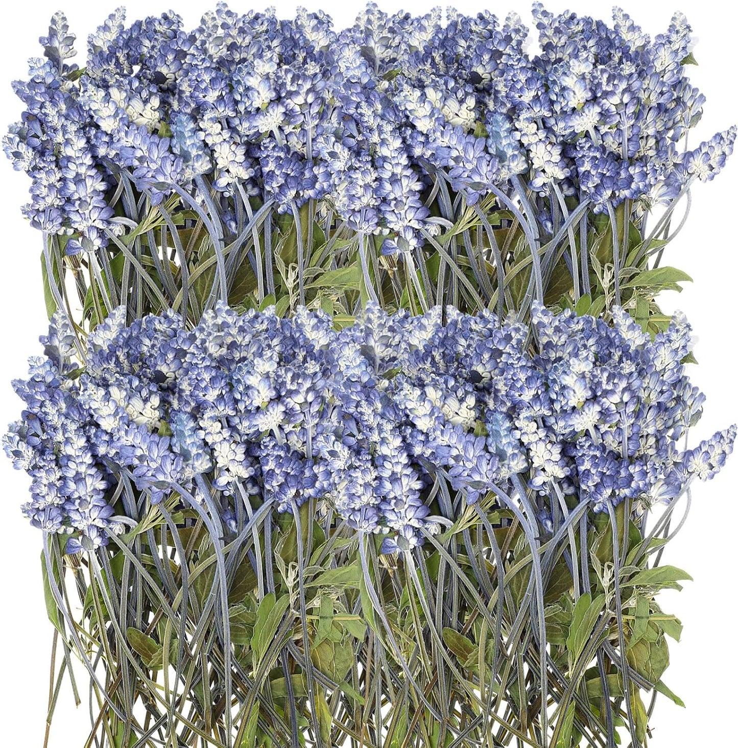 100 Pcs Pressed Dried Lavender Flowers Stems Natural Preserved Real Lavender Stems Dried Flowers for DIY Crafts Invitations Resin Art Scrapbook Card Gift Decoration