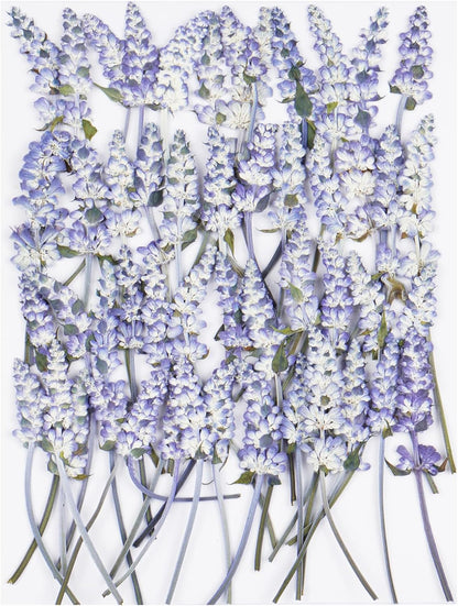50Pcs Lavender Dried Pressed Flowers for Crafts, Dry Flowers Kit for Wedding Invitation,Resin Molds Bookmark,Jewelry Molds,Candle Making Supplies,Soap,Frame,Cakes