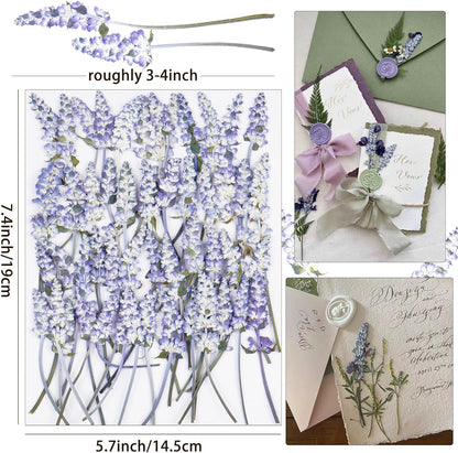 50Pcs Lavender Dried Pressed Flowers for Crafts, Dry Flowers Kit for Wedding Invitation,Resin Molds Bookmark,Jewelry Molds,Candle Making Supplies,Soap,Frame,Cakes