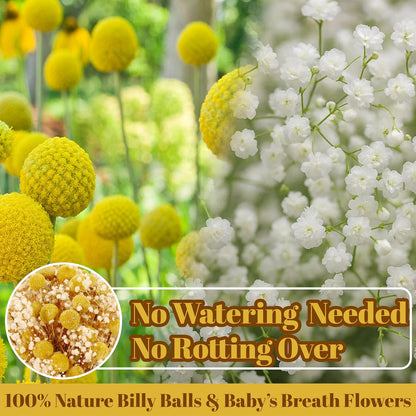 50 Pcs Dried Billy Balls & White Baby’s Breath Flowers, 16" 30Pcs Dried Yellow Craspedia & 20Pcs White Gypsophila Flowers, Rustic Boho Farmhouse Decor, Wedding, Cake, Tall Vase Decoration, DIY Crafts