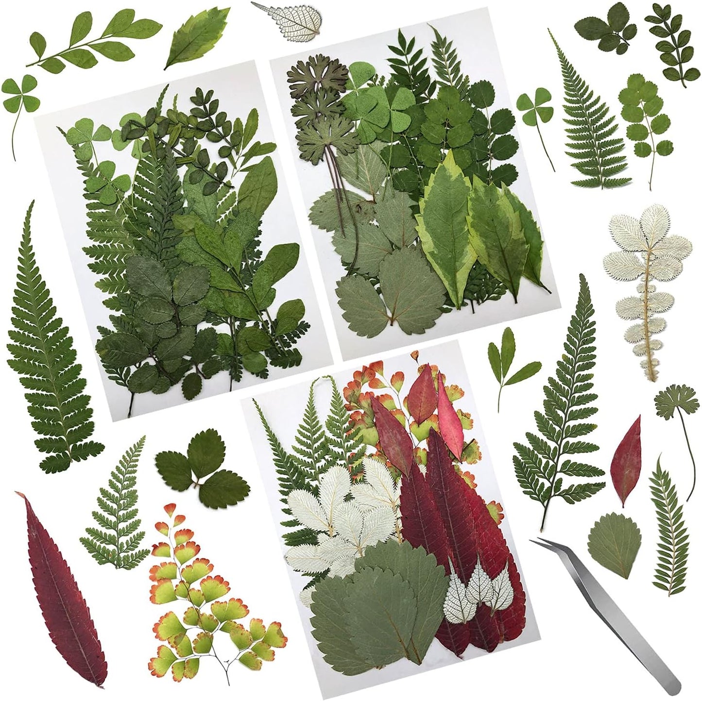 63 Pcs Real Dried Pressed Leaves Natural Dried Leaf for Candle Resin Jewelry Soap Nail Pendant Phone Case Crafts Making Floral Decors Scrapbooking DIY, 21 Styles