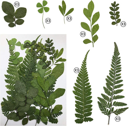 63 Pcs Real Dried Pressed Leaves Natural Dried Leaf for Candle Resin Jewelry Soap Nail Pendant Phone Case Crafts Making Floral Decors Scrapbooking DIY, 21 Styles