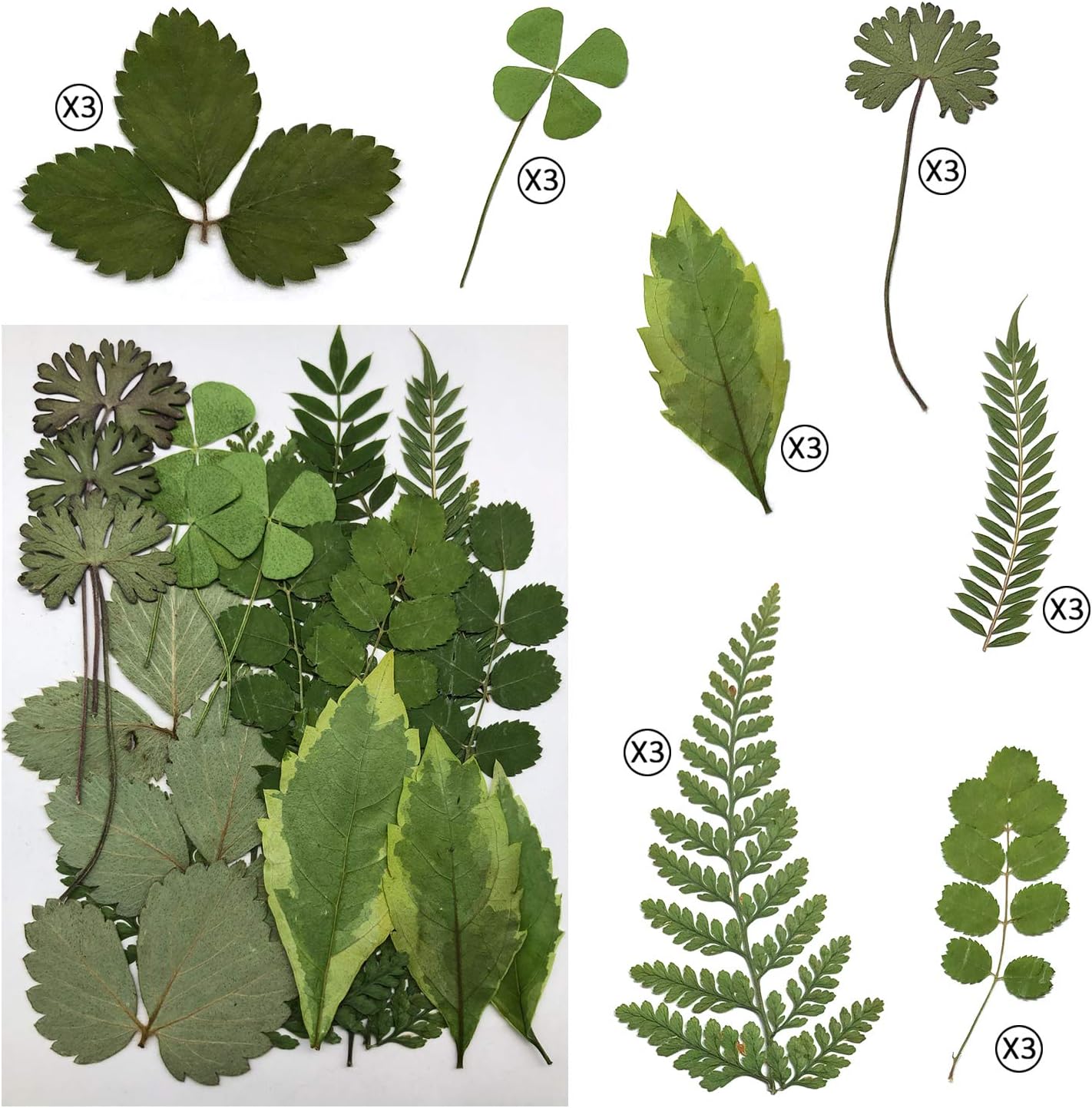 63 Pcs Real Dried Pressed Leaves Natural Dried Leaf for Candle Resin Jewelry Soap Nail Pendant Phone Case Crafts Making Floral Decors Scrapbooking DIY, 21 Styles