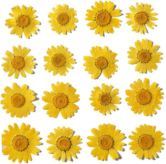 50pcs Natural Dried Daisy Flower, Vacuum Packaging, Pressed Flower for House Decoration, Jewelry Making, Phone case Decoration (Orange Yellow)