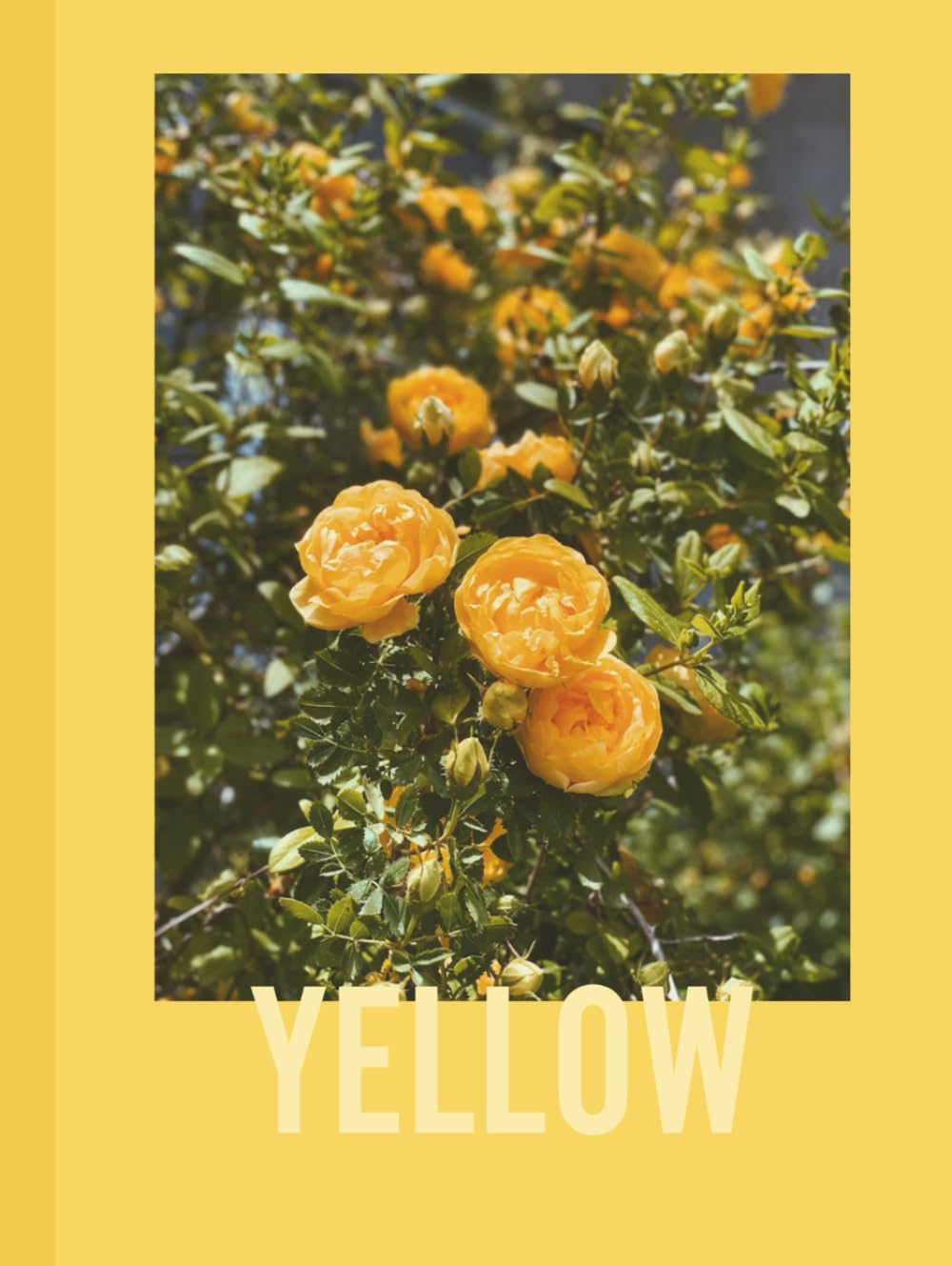 Yellow: Captured in Yellow: A Photographic Exploration (The Color Studies)