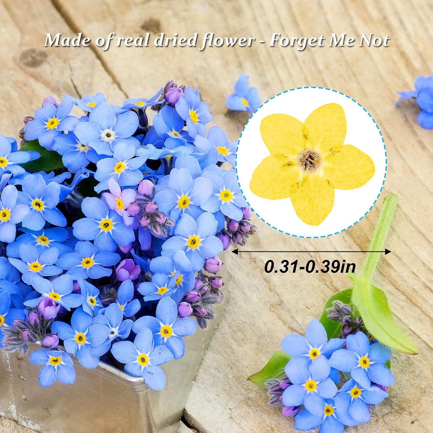 Dried Forget Me Not Flowers, 60PCS Yellow, Natural, DIY Craft, Resin Jewelry, Candle, Card Making, Nail Art, Flower Ornaments