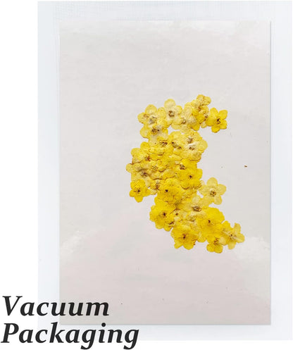 Dried Forget Me Not Flowers, 60PCS Yellow, Natural, DIY Craft, Resin Jewelry, Candle, Card Making, Nail Art, Flower Ornaments