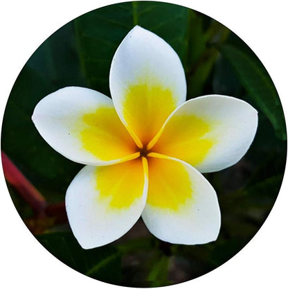 Hawaii Hawaiian Flower Hibiscus Flower Plumeria White PopSockets Swappable PopGrip