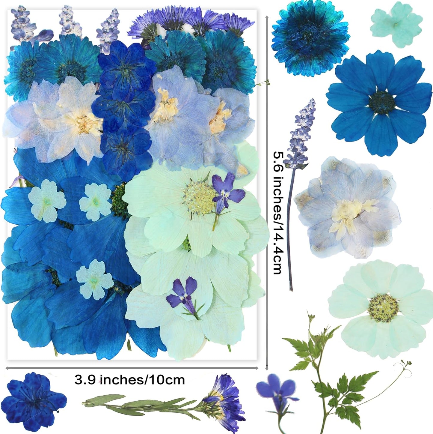 10 Types 33PCS Large Blue Dried Pressed Flower for Crafts, Large Big Real Nature Dry Pressed Flowers for Resin Molds Candle Making Phone Cases DIY Art Crafts Jewelry Making