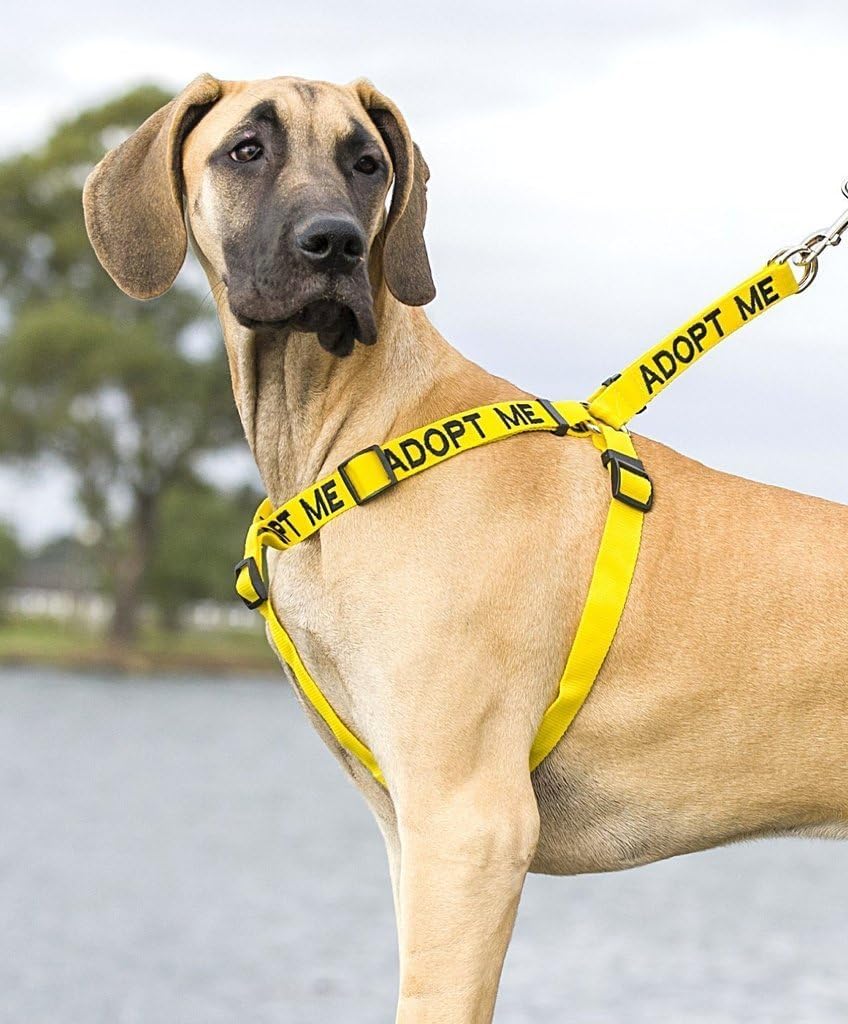 ADOPT ME Yellow Color Coded L-XL Non-Pull Dog Harness (New Home Needed) Donate To Your Local charity