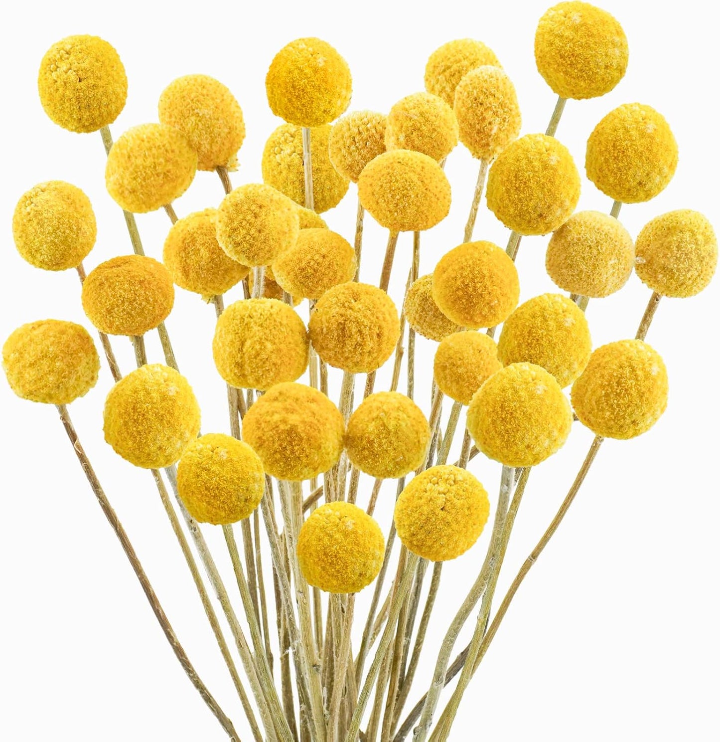 30Pcs Natural Dried Flowers Craspedia Billy Balls Flowers Billy Buttons Floral Bouquet for Flower Arrangements Wedding Home Tall Vase Decor Yellow