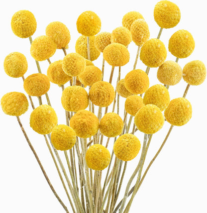 30Pcs Natural Dried Flowers Craspedia Billy Balls Flowers Billy Buttons Floral Bouquet for Flower Arrangements Wedding Home Tall Vase Decor Yellow
