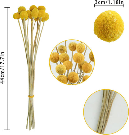 30Pcs Natural Dried Flowers Craspedia Billy Balls Flowers Billy Buttons Floral Bouquet for Flower Arrangements Wedding Home Tall Vase Decor Yellow