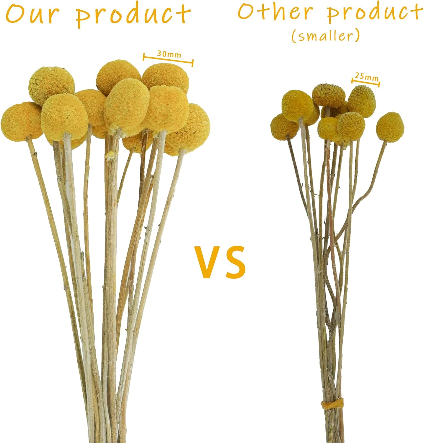 30Pcs Natural Dried Flowers Craspedia Billy Balls Flowers Billy Buttons Floral Bouquet for Flower Arrangements Wedding Home Tall Vase Decor Yellow