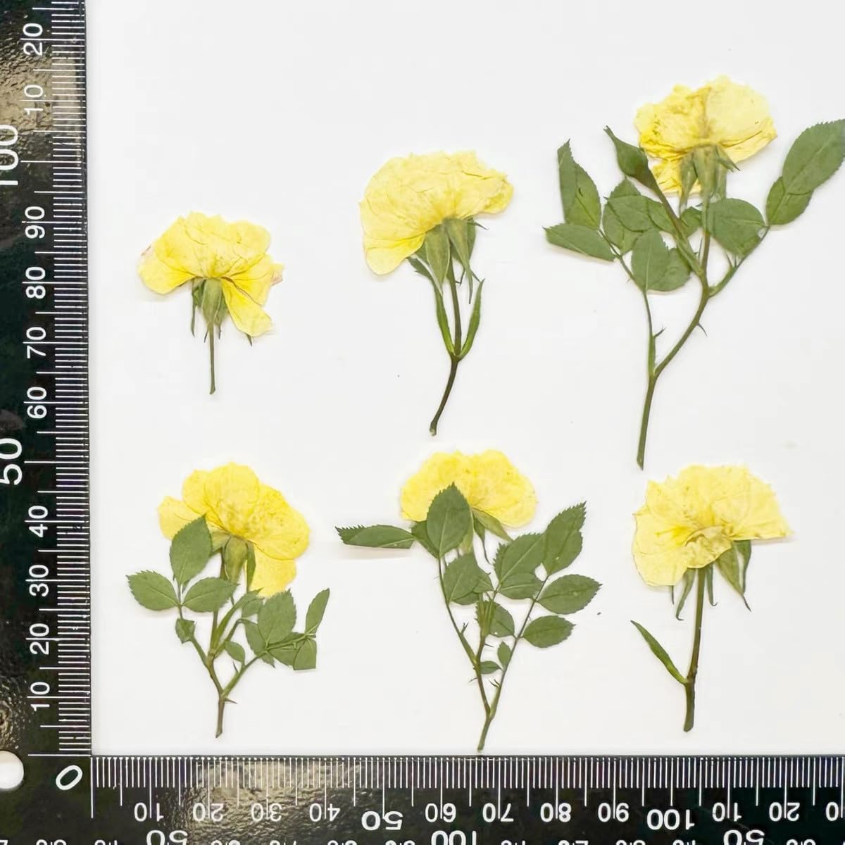 12 Pcs Nauture Pressed Rose, Real Dried Pressed Flowers for Resin Scrapbook Supplies Card Making Soap Candle DIY Art Crafts (Yellow)