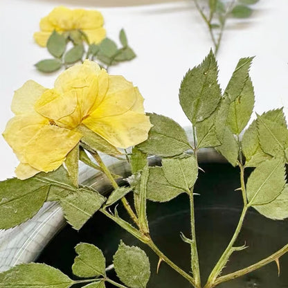 12 Pcs Nauture Pressed Rose, Real Dried Pressed Flowers for Resin Scrapbook Supplies Card Making Soap Candle DIY Art Crafts (Yellow)