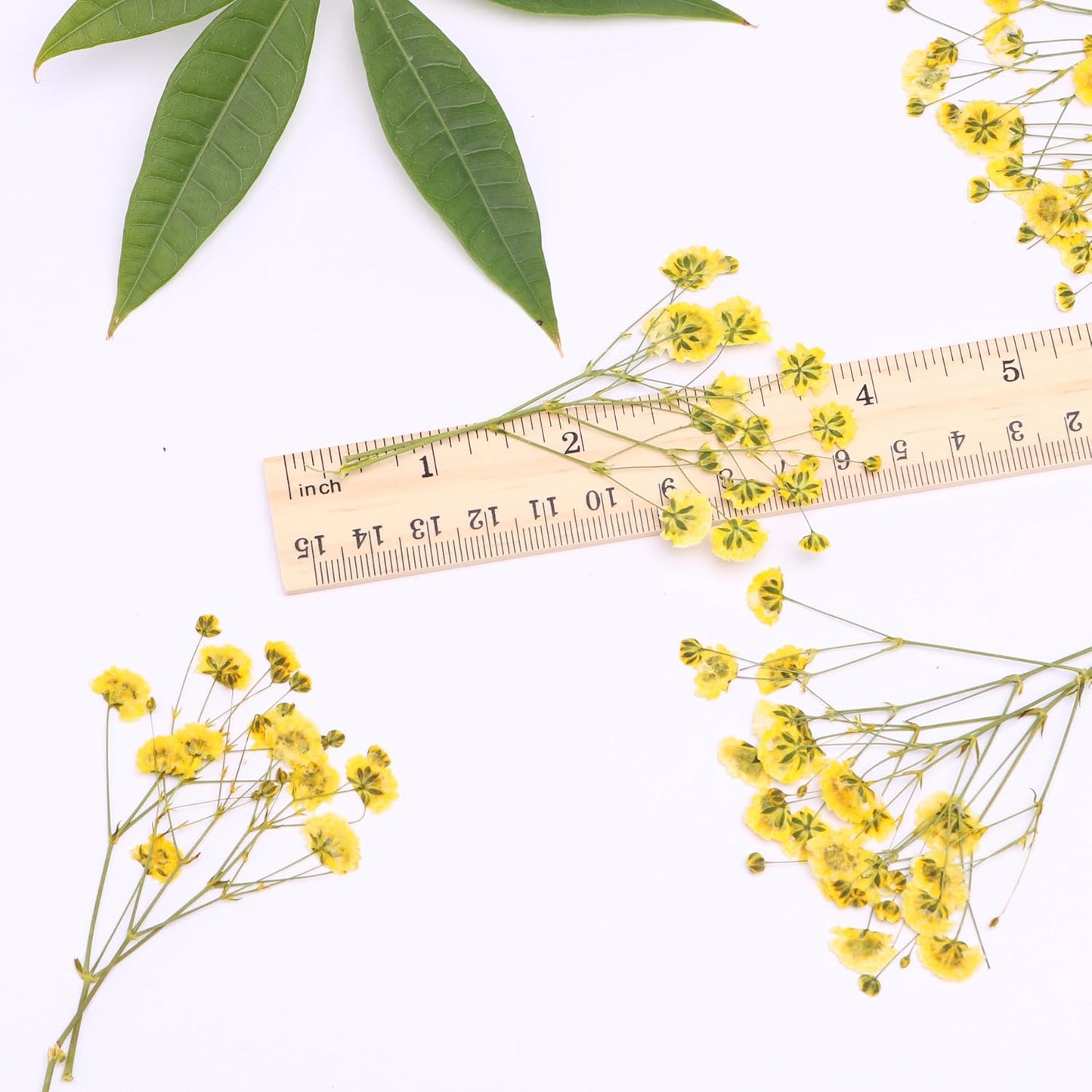 Yellow 70 Pcs Mini Babies Breath Pressed Flower for Resin Art / Invitations Card Decor/Bookmark Jewelry DIY Craft, Real Dried Pressed Baby Breath Flowers Bulk with 2 Tweezers.